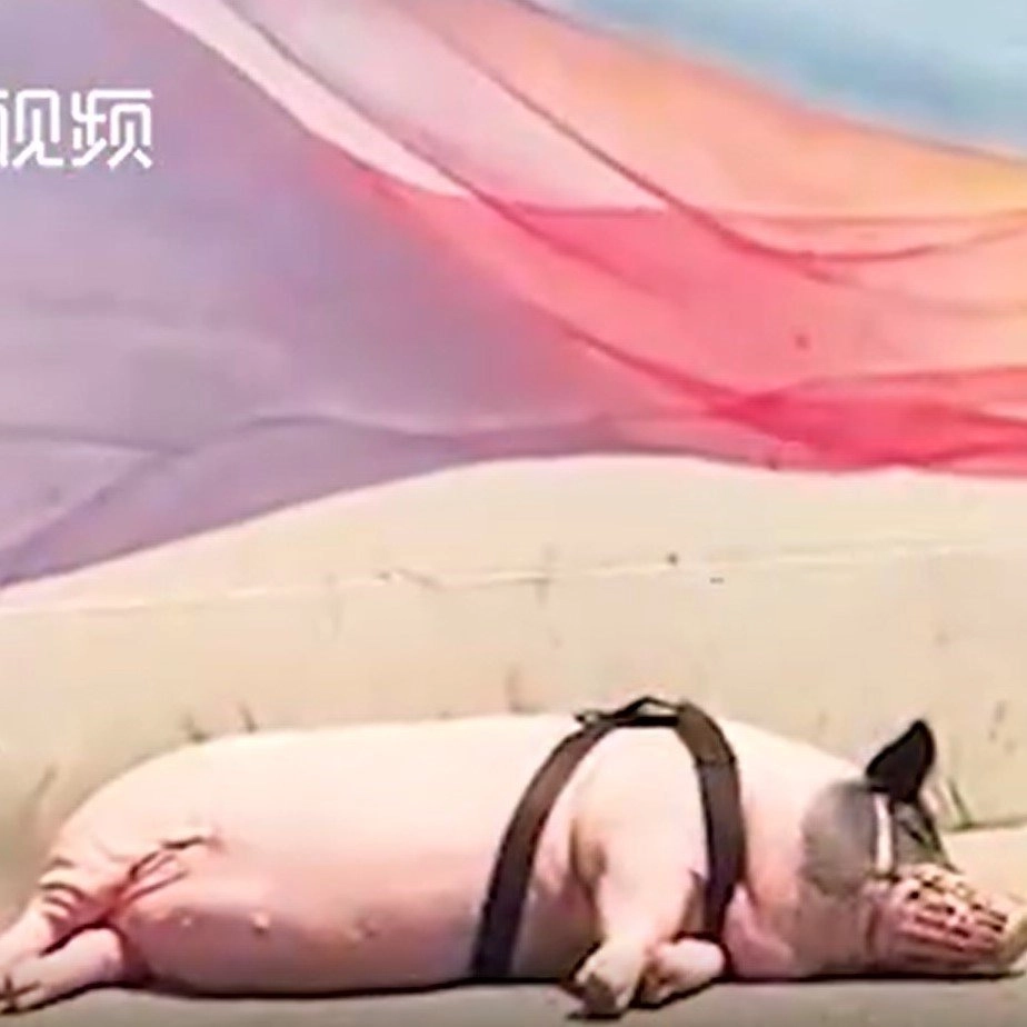 Свин очень ленив, и если он устает, то просто ложится на землю