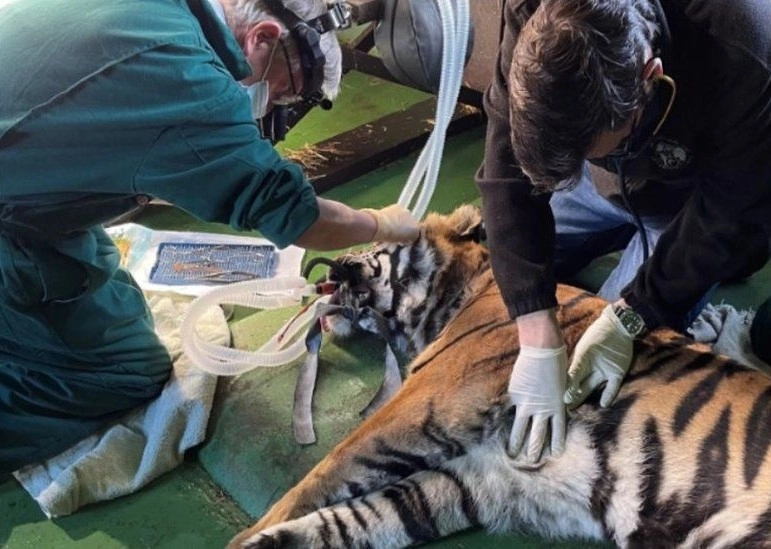 Ветеринар решил провести тигрице операцию по заживлению изъязвленной роговицы