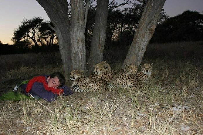 Просто гепарды стерегут сон человека