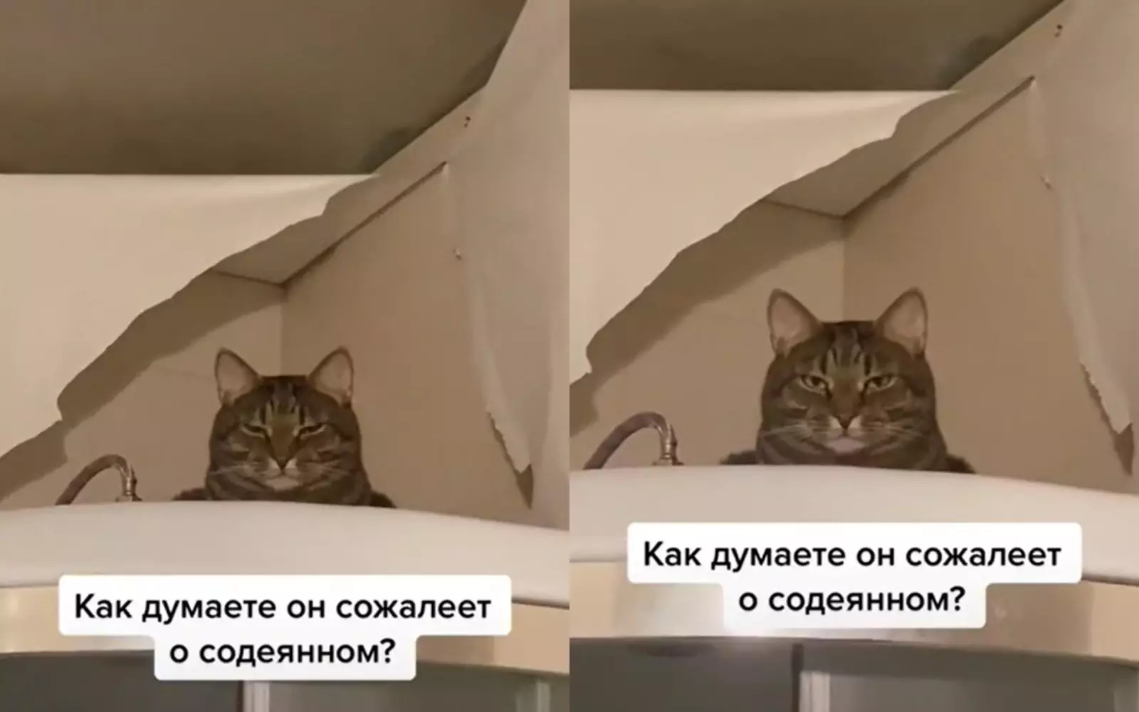 Кот испортил потолок, но совсем не сожалеет о содеянном. Кот испортил потолок, но совсем не сожалеет о содеянном.