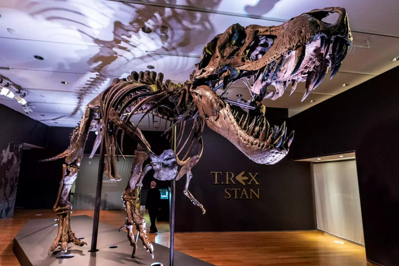 Ученые совершили открытие благодаря плотному изучению челюстей динозавров.
