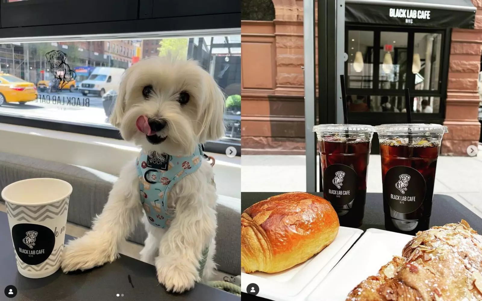 В Black Lab собаки могут полакомиться блюдами от компании Clean Bowl Club NYC, занимающейся производством кормов для животных. В Black Lab собаки могут полакомиться блюдами от компании Clean Bowl Club NYC, занимающейся производством кормов для животных.