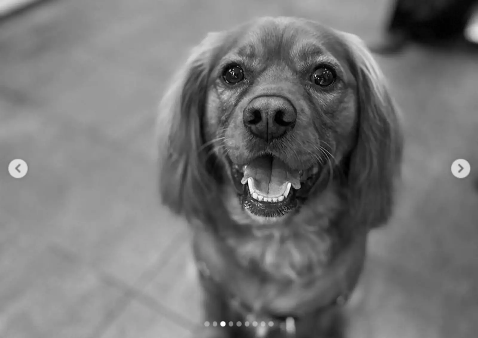 Довольный хвостатый клиент кафе. Довольный хвостатый клиент кафе.