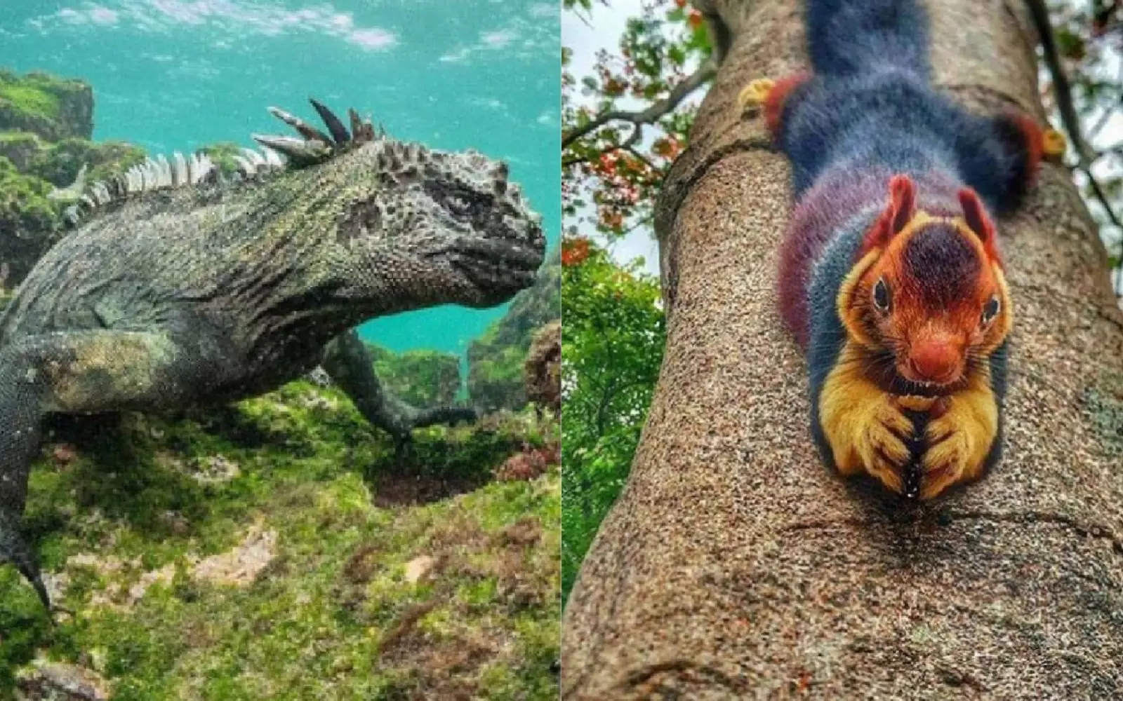 Необычные животные.