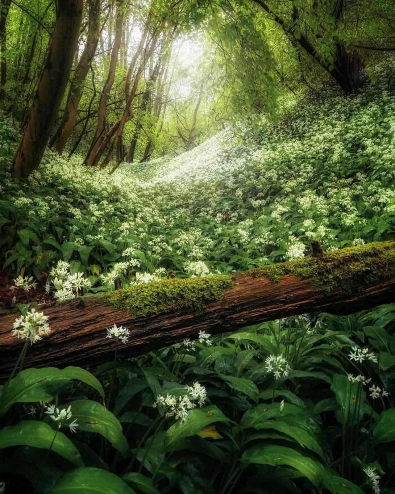 Когда лесные феи делают свою работу на 5+. Когда лесные феи делают свою работу на 5+.