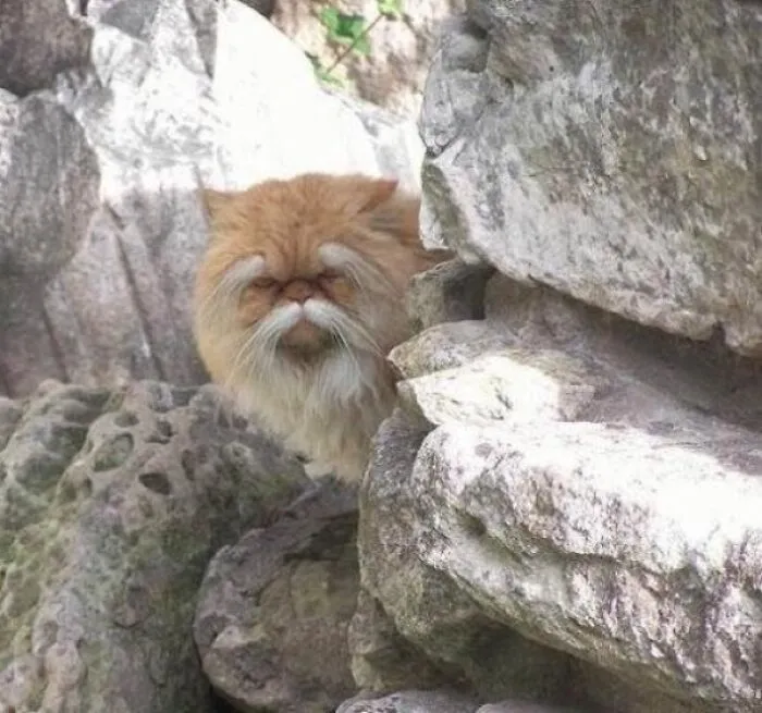 Этот кот выглядит как старый мастер кунг-фу.