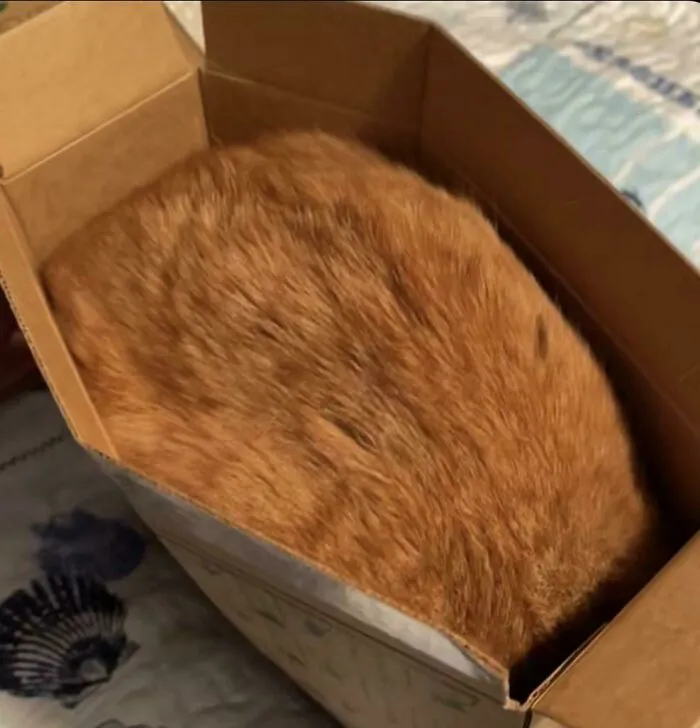 «Думаю, моему коту нравится эта коробка».