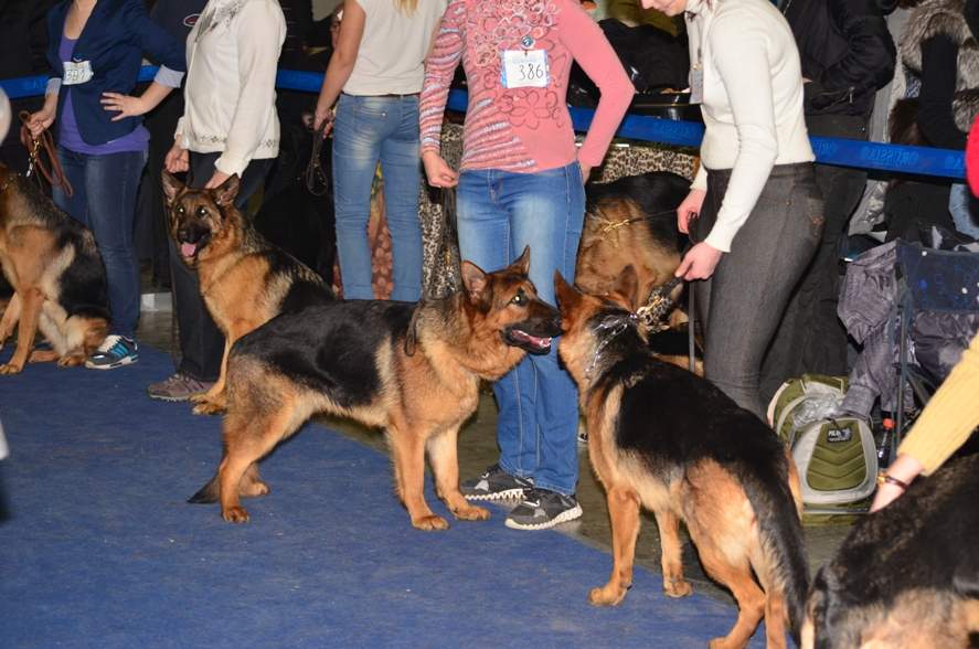 Выставка собак Евразия 2013 © Dr.Flyer
