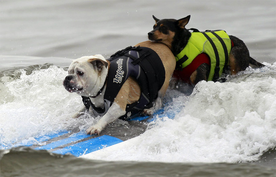 Собаки-серфингисты на доске. © Lucy Nicholson/Reuters