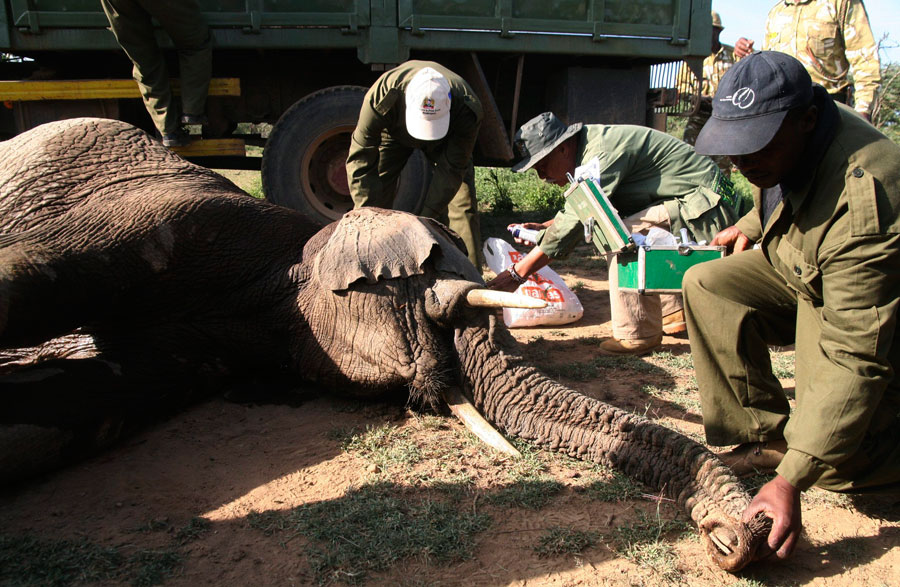 Кенийская служба охраны дикой природы перевозит слона в национальный заповедник Масай Мара на юго-западе Кении. © Reuters