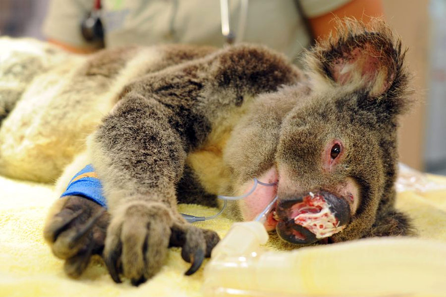 Раненая коала. © Australian Zoo