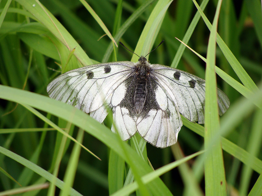 Редкий вид бабочки, обнаруженный в долине Малой Истры. © ДОП МГУ