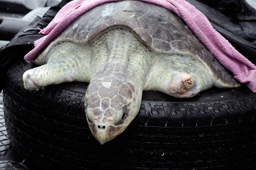 Черепаха без плавников лежит на шине перед отправкой в море в Панама-Сити. © Alberto Lowe/Reuters