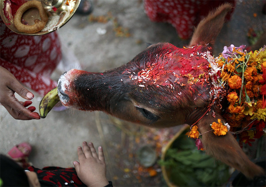 Индуисты в Непале украшают корову и проводят обряд поклонения животному, как символу материнства, во время праздника Тихар, известного также как «Фестиваль огней». © Navesh Chitrakar/Reuters
