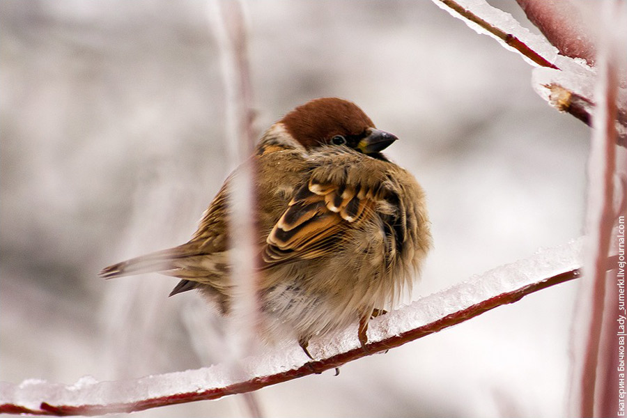 Особенно остро птицы нуждаются в нашей помощи в сложных условиях. Например, во время ледяного дождя прошлой зимой.