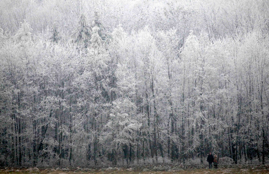 Покрытые инеем деревья в Винервальде, Австрия. © Herwig Prammer/Reuters