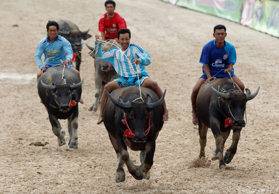 Гонки на буйволах в тайской провинции Чонбури. © Chaiwat Subprasom/Reuters