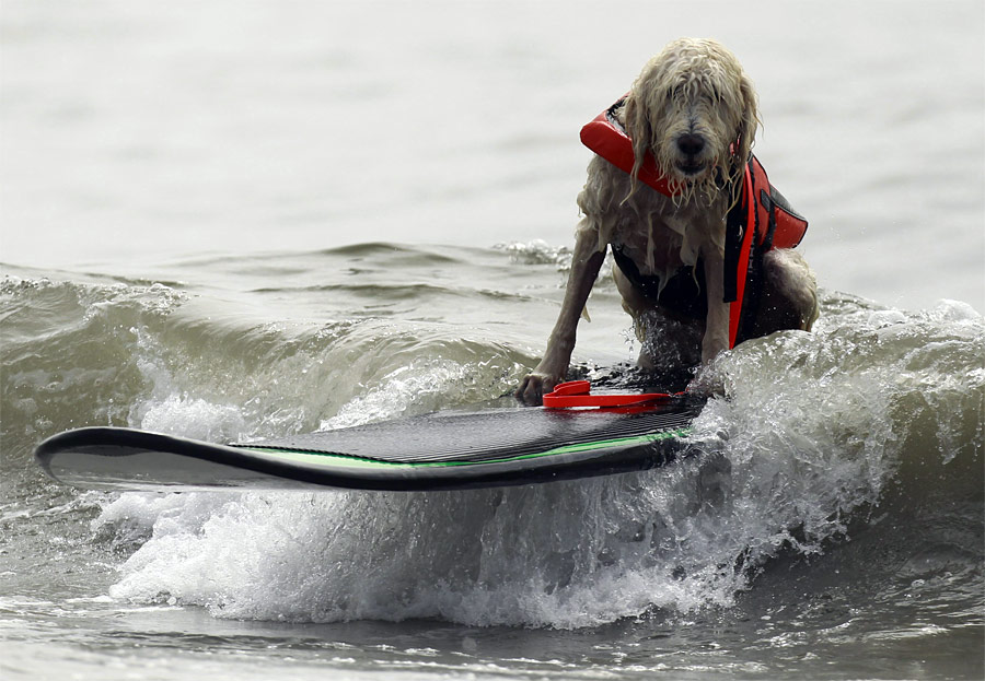 Очень уверенный пес на доске во время соревнований по собачьему серфингу. © Lucy Nicholson/Reuters