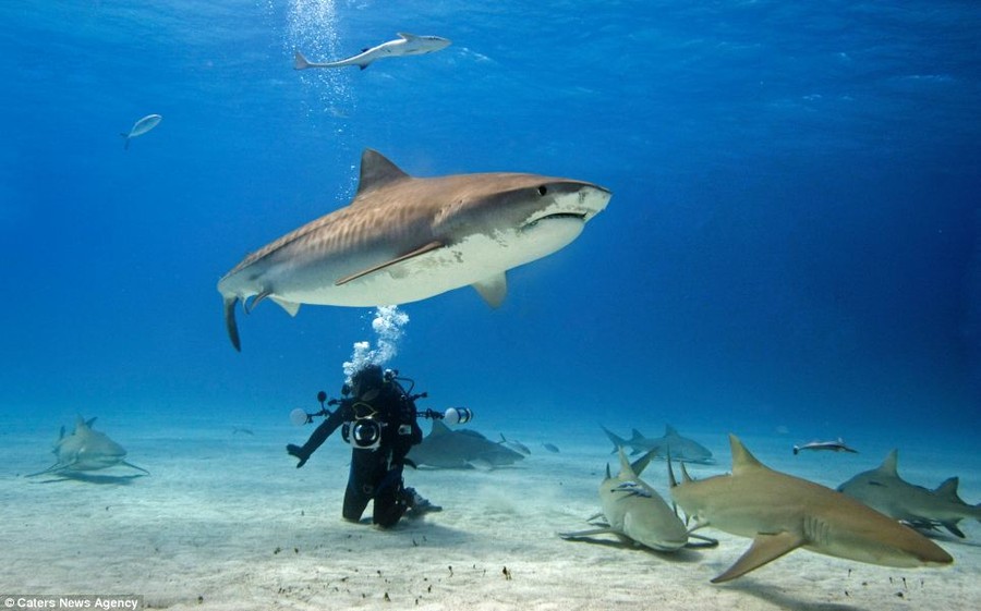 Thief: As the other sharks move away, one stays close to the diver and eyes up the camera