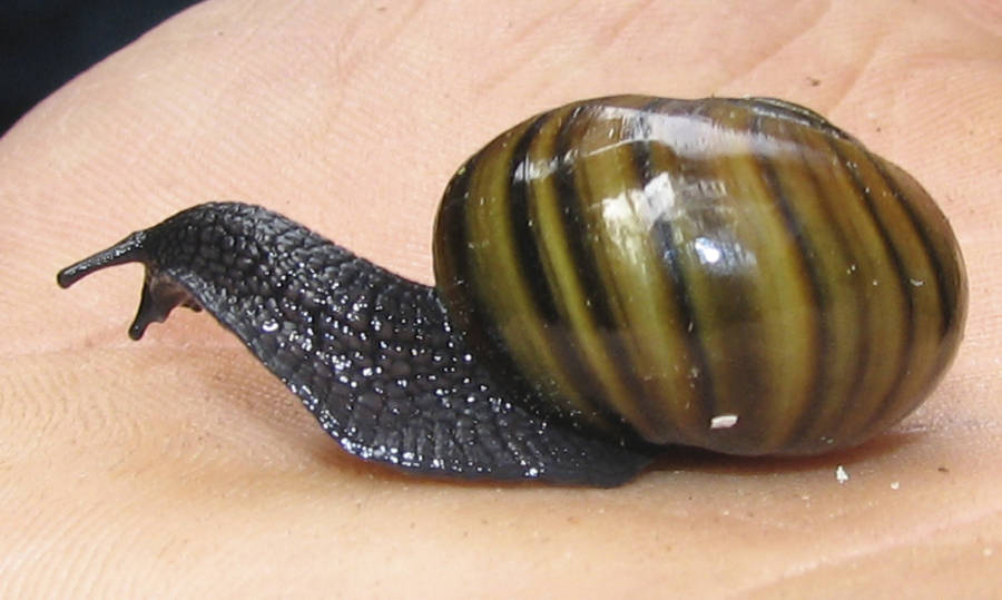 Гигантский моллюск powelliphanta augusta. © Wikipedia.org