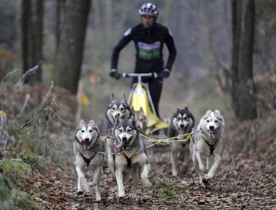 Гонки на собачьих упряжках в Смледнике, Словения. © Srdjan Zivulovic/REUTERS