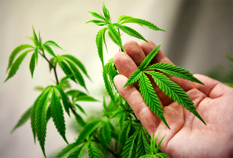 Марихуана штат вашингтон семечки марихуаны наложенным платежом