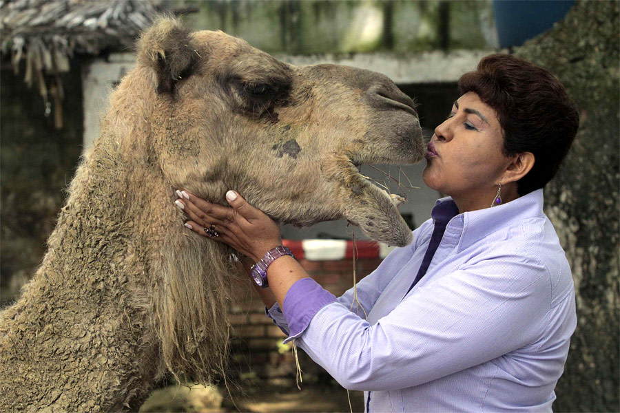 Колумбийка Ана Джулия Торрес целует дромадера, имеющего проблемы со зрением. Последние 18 лет Ана Торрес помогает раненым и увечным животным. Она основала специальный приют Вилла Лорена, в котором сейчас находятся по меньшей мере 700 животных. © Jaime Saldarriaga/Reuters