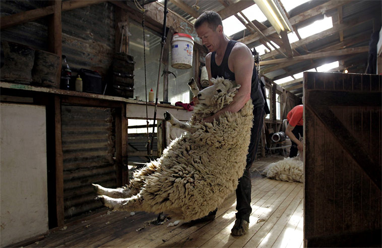 Новозеландский фермер Питер Редшо готовит овцу к стрижке. © Stefan Wermuth/Reuters