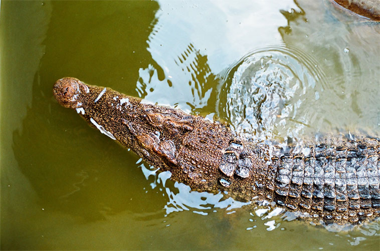 Крокодил в тайском зоопарке. © trevorsoh/Flickr (CC BY-SA 2.0)