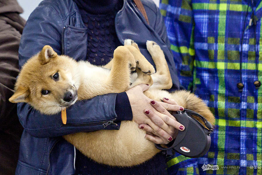 В Москве завершилась ХХ  международная выставка собак &quot;Россия-2013&quot;. Фоторепортаж. Ридус