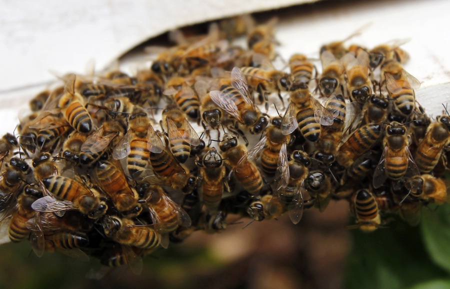 Пчелы на ферме Moc Chau во Вьетнаме. © Kham/Reuters