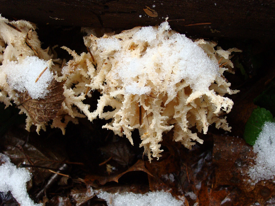 Редкий гриб, обнаруженный в долине Малой Истры. © ДОП МГУ