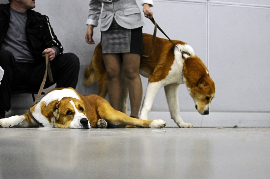 Выставка собак «Россия 2013»
