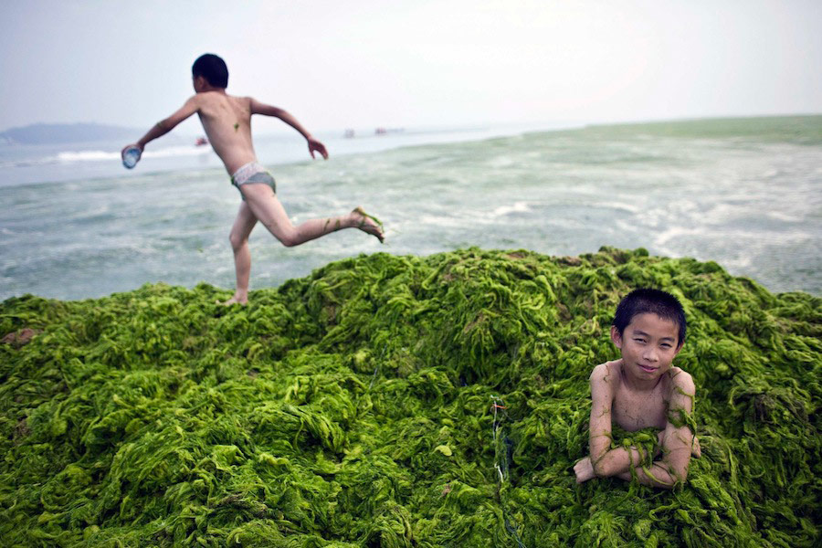 Мальчик сидит в куче водорослей на пляже в китайском городе Циндао провинции Шаньдун. © Nir Elias/Reuters