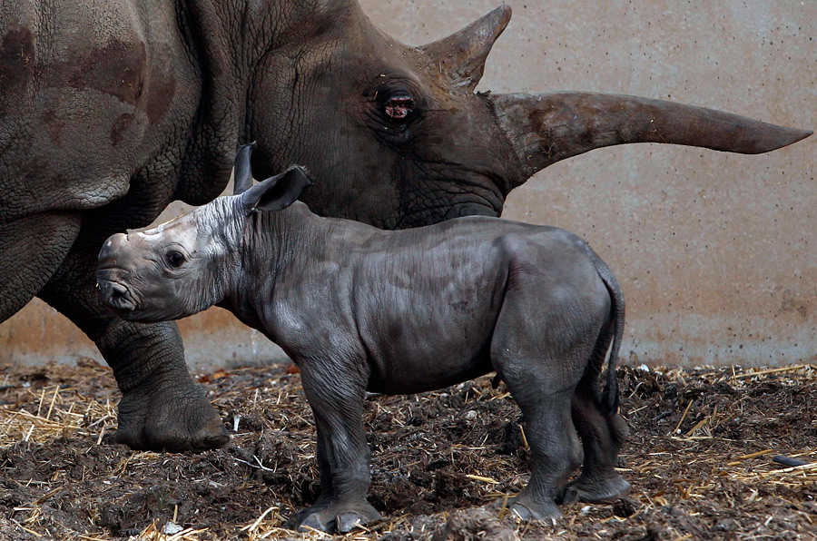 Сколько носорогов родилось в 2002 году. Редкий белый носорог. Родился белый носорог. Белый носорог детеныш. Рог у детеныша носорога.