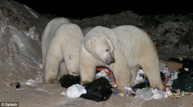 Because of the town's position in the middle of the polar bear's winter migration route north up Hudson Bay, Churchill, north Canada, is always flooded with the fearsome land predators at this time of year