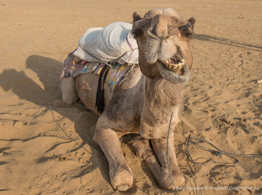 Camel safari in Thar desert