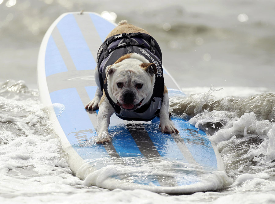 Некоторые собаки успешно доплывали на доске до берега. © Lucy Nicholson/Reuters