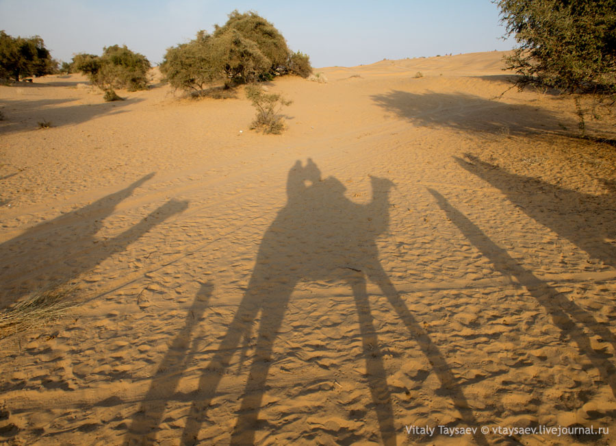 Camel safari in Thar desert