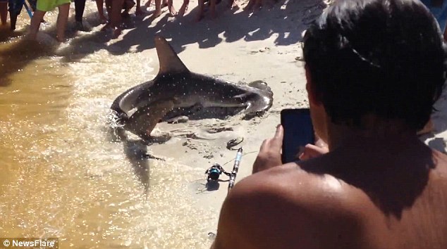 Thrashing: Onlookers said the fisherman tried to guide the shark back to deeper water but that it kept swimming towards the shore