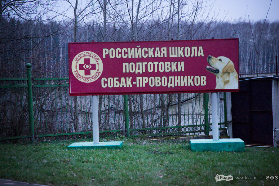 Как в России готовят собак-проводников 