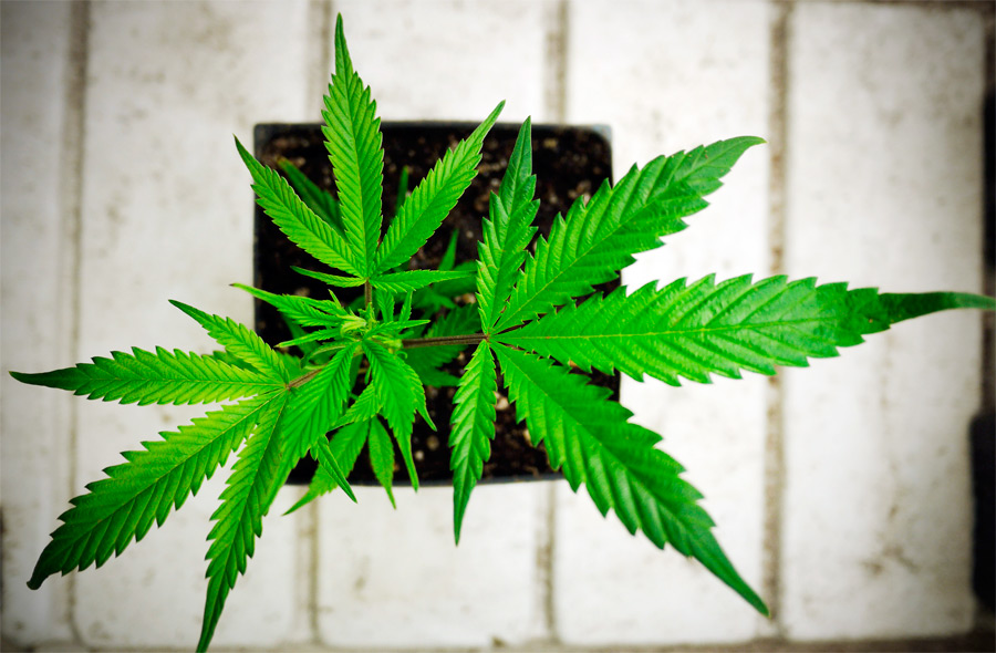 Марихуана штат вашингтон купить марихуану в римини