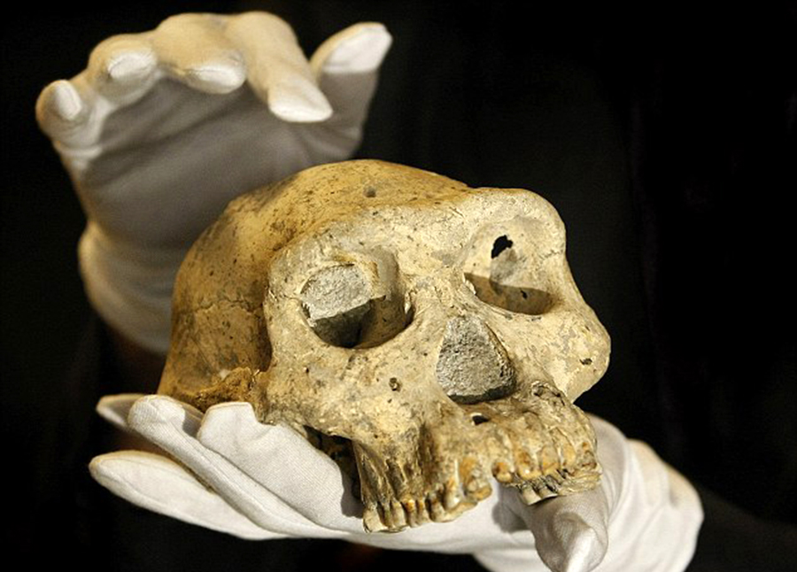 Самый древний череп человека. Пятый череп из Дманиси. Черепа первых европейцев Дманиси.