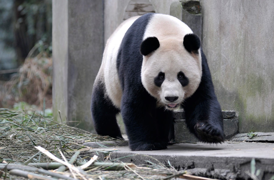 Гигантская панда в китайском центре по размножению животных. © China Daily/Reuters