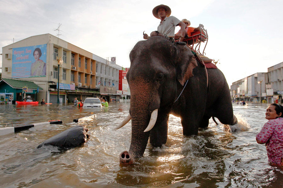 Слоны помогают тайцам передвигаться по затопленной территории. © Sukree Sukplang/Reuters