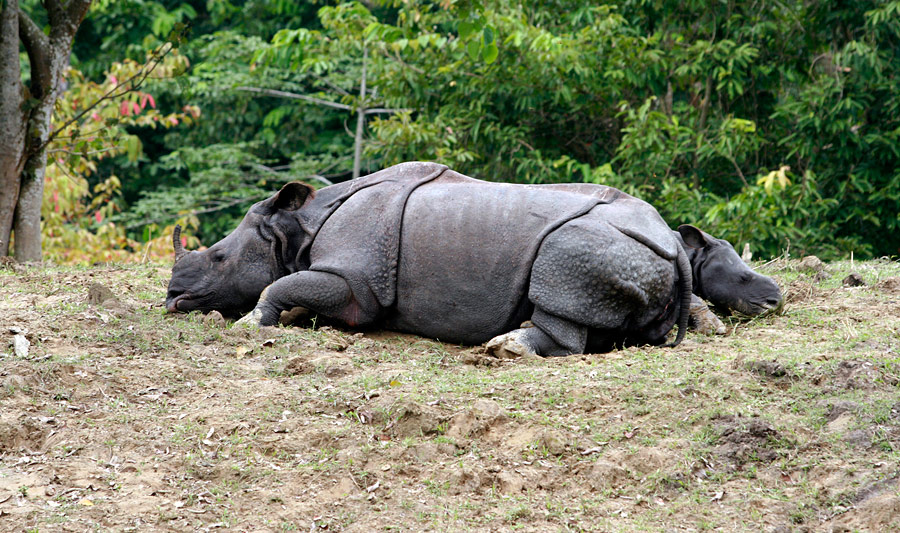 Яванские носороги. © Utpal Baruah/Reuters