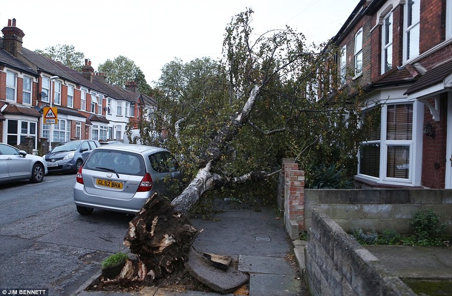 Uprooted: A fallen tree is pictured in Northfleet, Kent, as Britain braces for a severe storm this morning with winds of more than 80mph