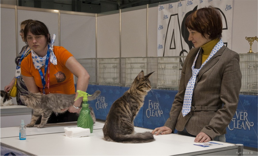 Выставка кошек волжский. Выставка кошек. Выставка кошек участники. Выставка кошек в Москве. Выставка кошек в Санкт-Петербурге.