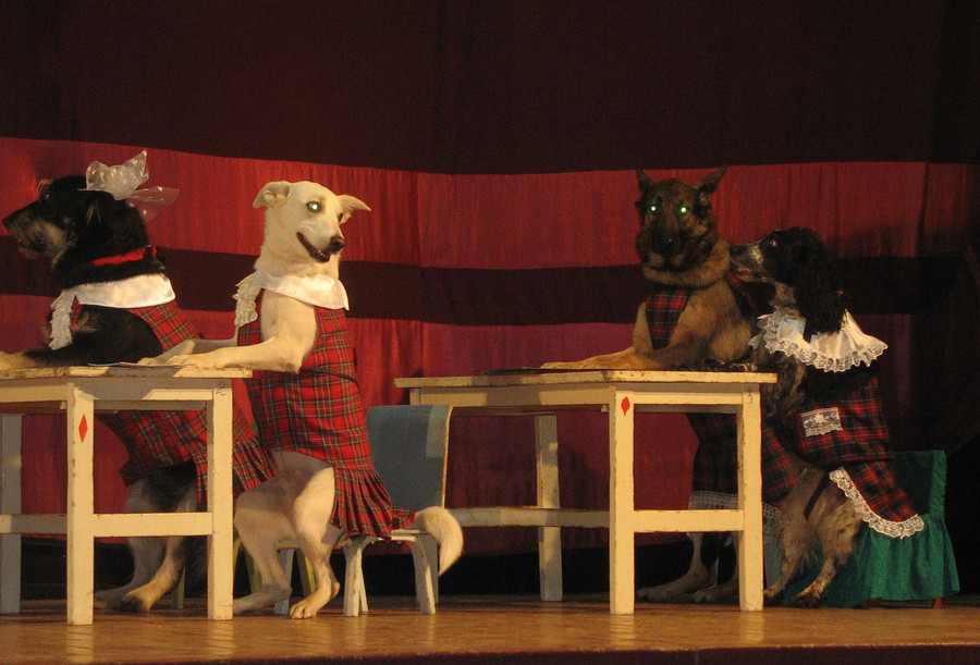 Маска 5 выступление щенка. Цирковые собачки. Собака в театре. Собака театрал. Собаки на сцене в театре.