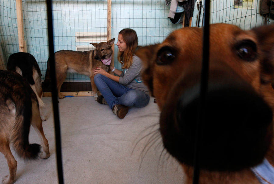 Волонтеры приюта в вольере с собаками. © Alexander Demianchuk/Reuters